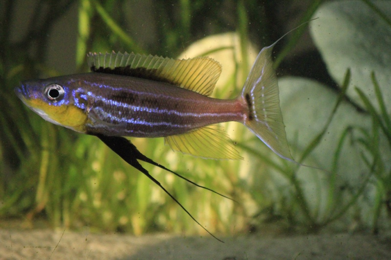 Benthochromis horii 'Mvuna Island'